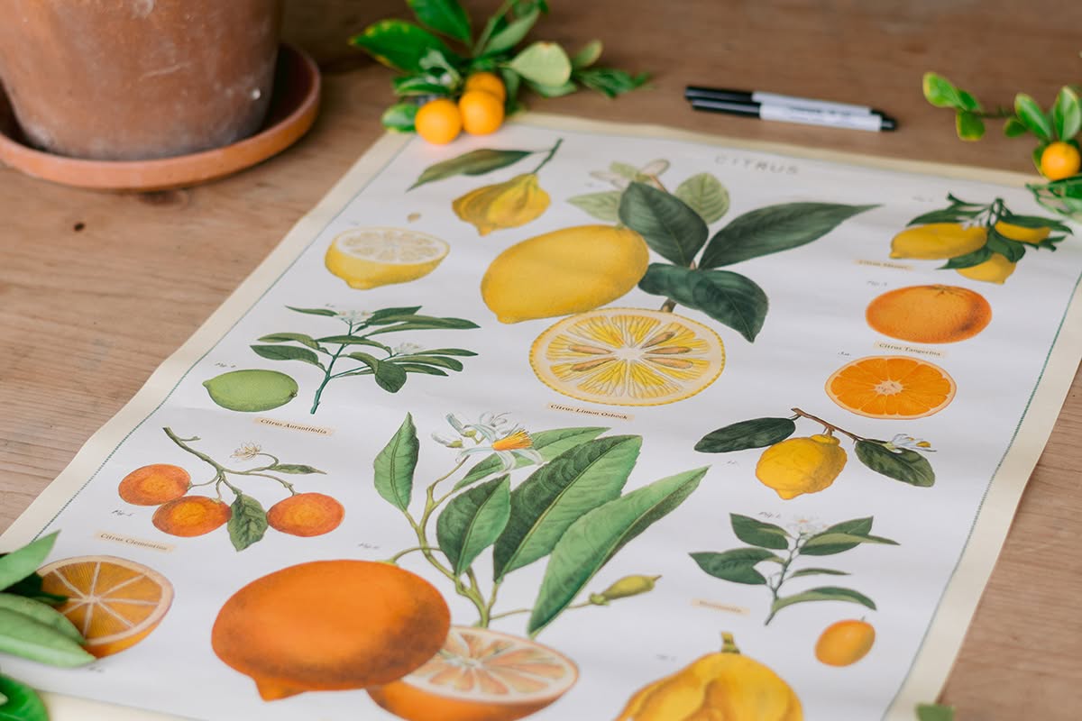 A custom citrus botanical illustration displayed on a wooden table with a potted herb and kumquats.